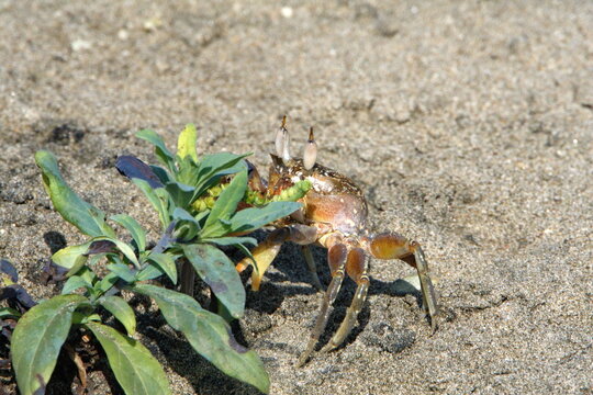 Small land crab grazing on a plant on the beach in Ayampe, Ecuador