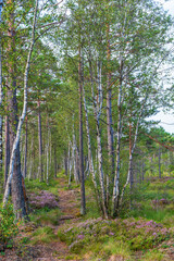 Peat forest with a hiking trail in the summer