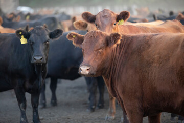 angus in the pampas field