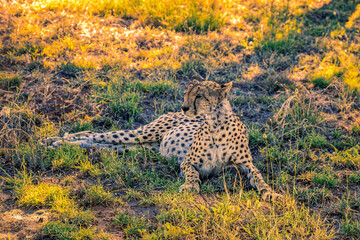 Tanzania, Serengeti park - Cheetah.
