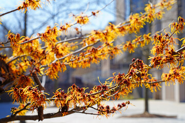Yellow orange flowers of witch hazel hamamelis shrub