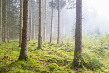 Misty morning in the coniferous forest
