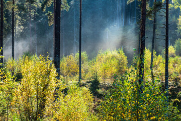 Fogs in a beautiful forest with autumn colors