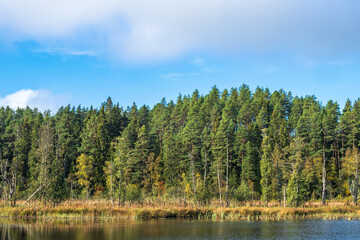 Fototapeta na wymiar Coniferous forest by a bog lake in autumn