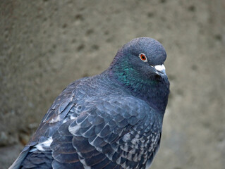 Portrait of Pigeon
