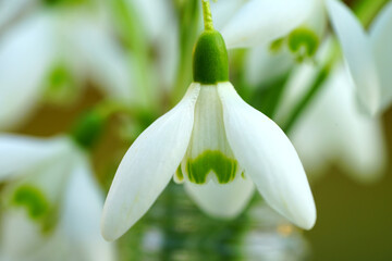 Obraz premium Bouquet of white and green snowdrop galanthus flowers in a small vase