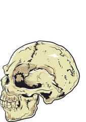 Human Skull Vector  Illustration.