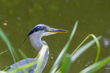 A common grey heron at a little pond.
