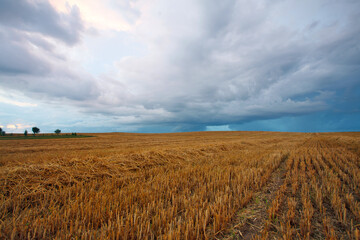 cereal field after harvest in the summer