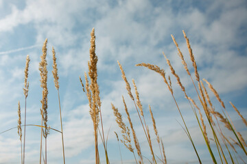 Fototapeta premium The ripe grass against the blue sky in the summer