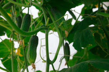 green cucumbers in the greenhouse