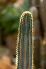 Beautiful cactus in a public park in Frankfurt, Hesse in Germany.
