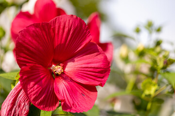 Fototapeta premium Beautiful flowers in a public park in Frankfurt, Hesse at a sunny day in summer.
