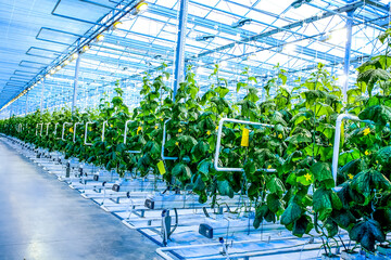 Green crop of cucumber in greenhouse agriculture factory