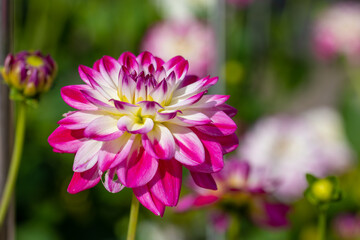 Obraz premium Beautiful flowers in a public park in Frankfurt, Hesse at a sunny day in summer.