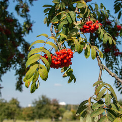Rowan. Branch with red rowan berries on a background of blue sky.