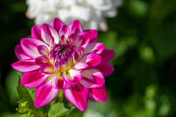 Obraz premium Beautiful flowers in a public park in Frankfurt, Hesse at a sunny day in summer.