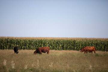 angus in the pampas field