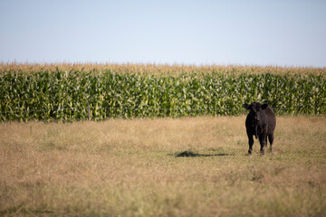 angus in the pampas field