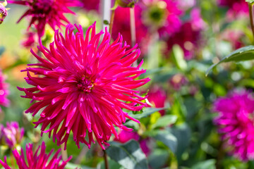 Beautiful flowers in a public park in Frankfurt, Hesse at a sunny day in summer.