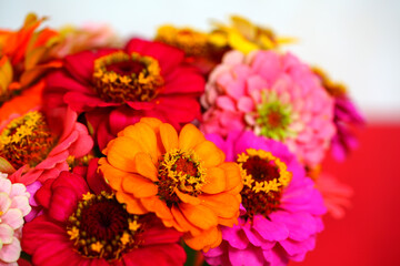 A bouquet of colorful zinnia flowers