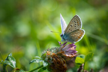 Argus butterfly in the meadow focus on foreground blur background