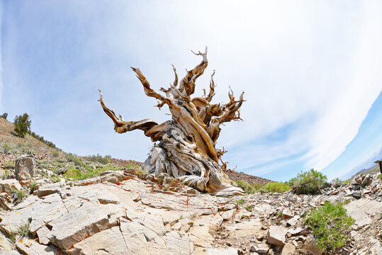 Bristlecone