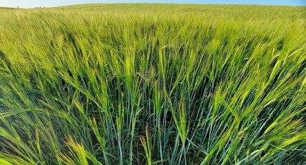 green wheat field and blue sky