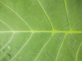green leaf background texture