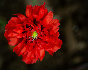 Close up of ruffled red poppy flower