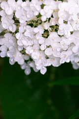 White snowball hydrangea flowers - Hydrangea arborescens