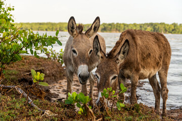 Burricos livres, em meio a  folhas e próximo ao rio na Ilha das Canárias, Maranhão Brasil.