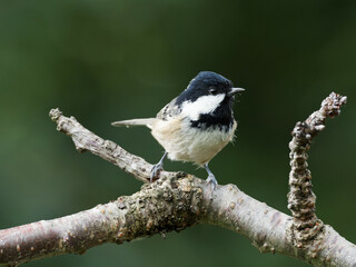 A Coal Tit (Periparus ater) perched on a garden branch, in Wakefield, West Yorkshire.