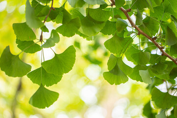 Fototapeta na wymiar Outdoor Japanese ginkgo biloba leaves, Closeup.