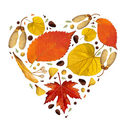 Many different leaves and seeds of forest trees in the shape of a heart on a white background. An element for postcards, stickers, posters. Hand-drawn realistic drawing. - 456766907