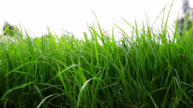 Close-up side view of a green lush lawn. Dense grass isolated on a light sky background. Maintenance and fertilization of the garden. Video footage hd. Healthy plant. Natural wallpaper. Fresh garden.