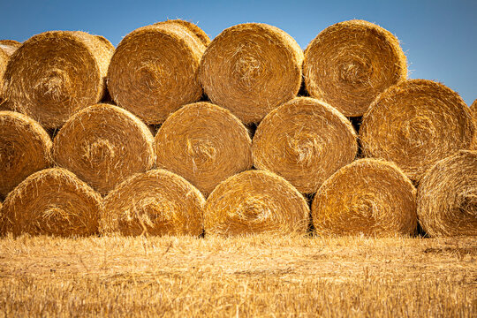 Close image of Large Rolled Hay Bales on yellow weeds against a blue sky