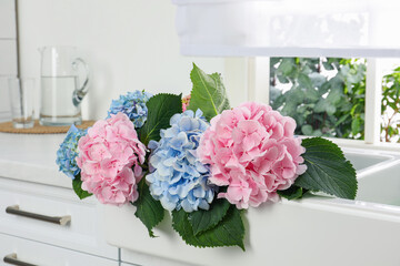 Beautiful light blue and pink hortensia flowers in kitchen sink
