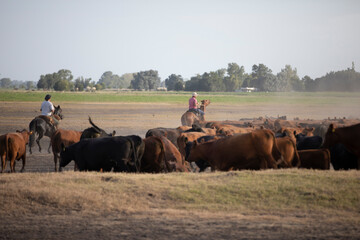 work with angus cattle