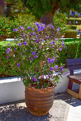 Fototapeta na wymiar A large pot with a flowering bush on a sunny summer day.