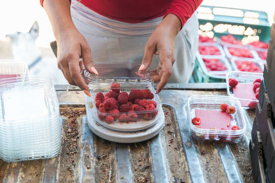 Farmer weighing containers with ripe berries