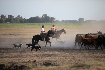 working with cattle in a ranch in center argentina