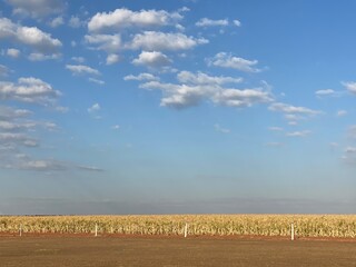 Obraz premium wheat field and blue sky