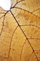 Naklejka na ściany i meble Autumn leaf texture close-up with veins vertical format
