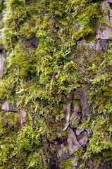 The bark of a tree overgrown with moss.
