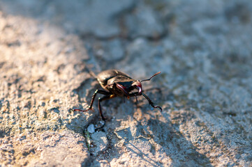 Obraz premium Close-up of a stag beetle walking on the ground.