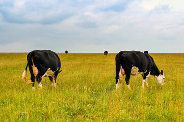 Two cows grazing in long grass in a large field