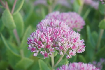 close up of a flower