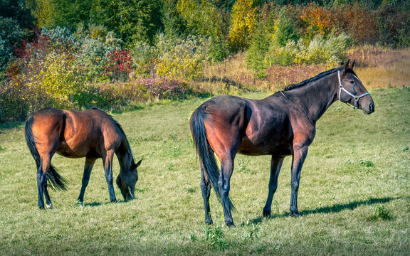 Two Horses - Two horses enjoy a beautiful autumn's afternoon grazing on a field in rural Nova Scotia on Cape Breton Island.