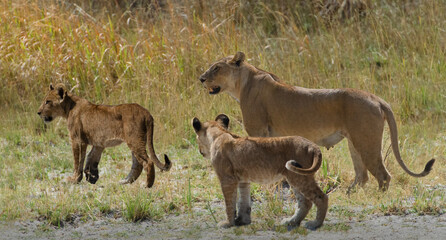 Naklejka premium Mother Lion Walking with Cubs